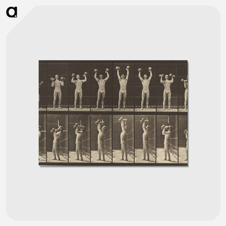 アートポストカード-Animal Locomotion
 - エドワード マイブリッジ Postcard.