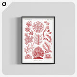 1-27_Ernst-Haeckel_blk-crop
