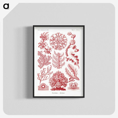 1-27_Ernst-Haeckel_blk-crop