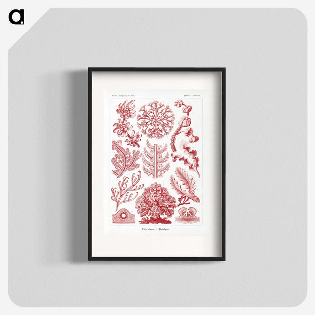 1-27_Ernst-Haeckel_blk