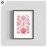 Florideae–Rotalgen - エルンスト ヘッケル Poster.
