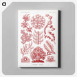 1-27_Ernst-Haeckel_canvas