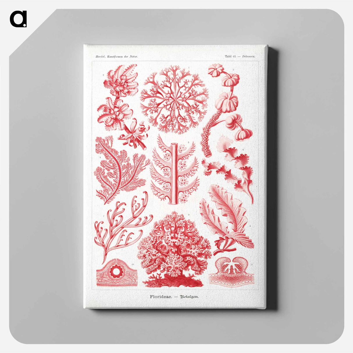 Florideae–Rotalgen - エルンスト ヘッケル Canvas.
