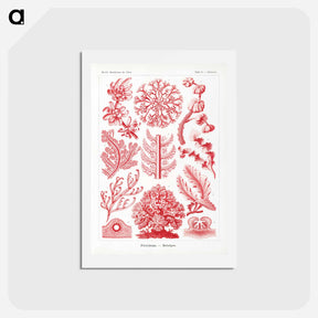 アートポストカード-Florideae–Rotalgen - エルンスト ヘッケル Postcard.