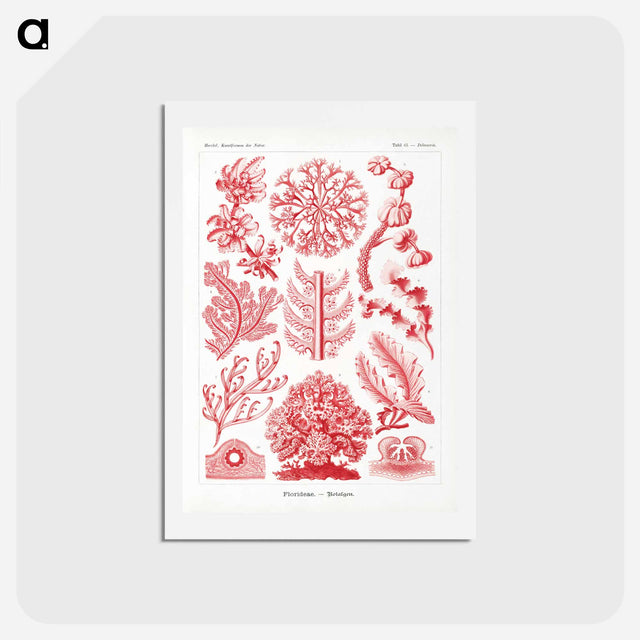 アートポストカード-Florideae–Rotalgen - エルンスト ヘッケル Postcard.