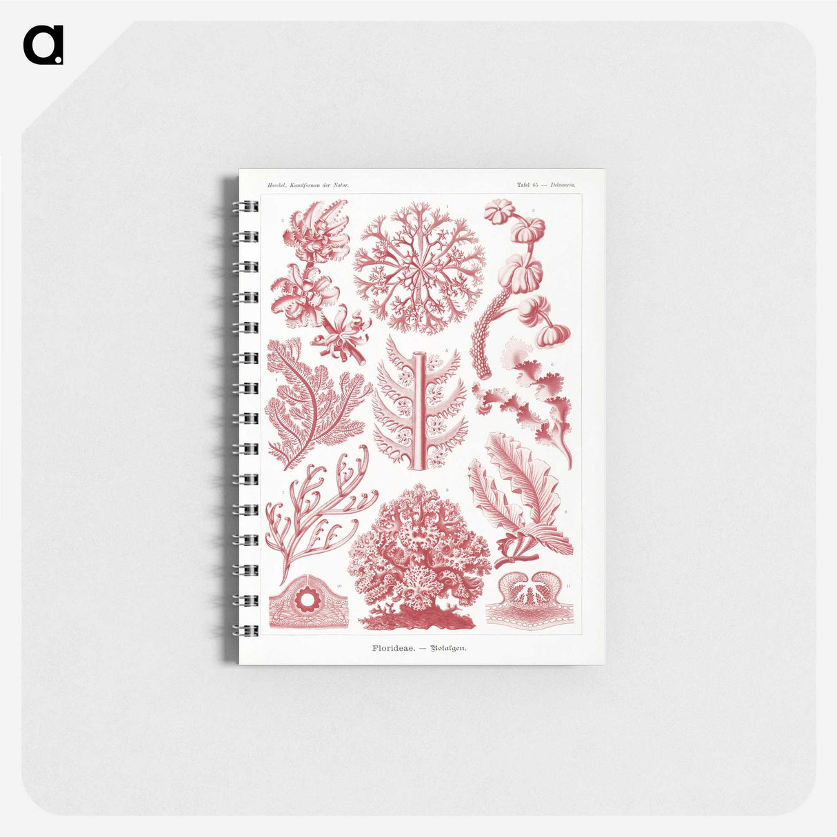 1-27_Ernst-Haeckel_memo