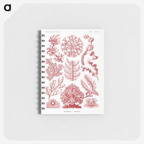 1-27_Ernst-Haeckel_memo