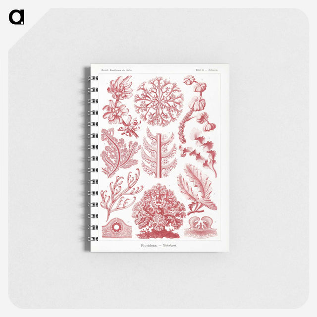 1-27_Ernst-Haeckel_memo