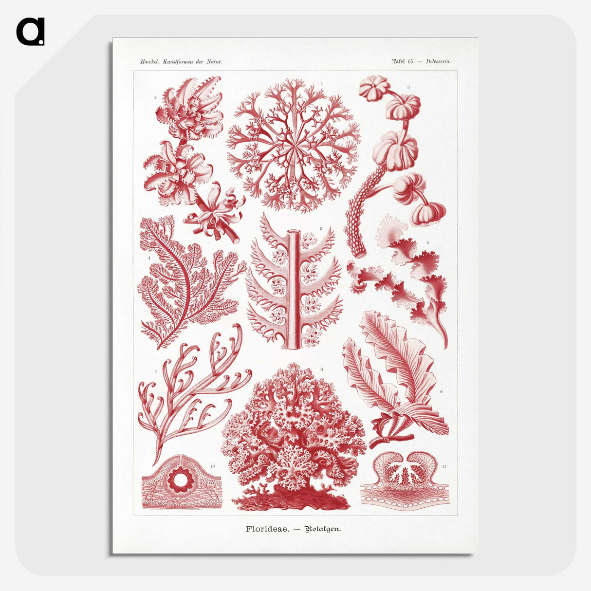 1-27_Ernst-Haeckel_picture-crop