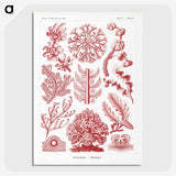 1-27_Ernst-Haeckel_picture-crop