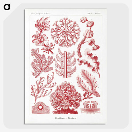 1-27_Ernst-Haeckel_picture-crop
