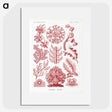 1-27_Ernst-Haeckel_picture