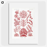 1-27_Ernst-Haeckel_picture