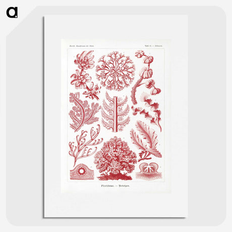 1-27_Ernst-Haeckel_picture
