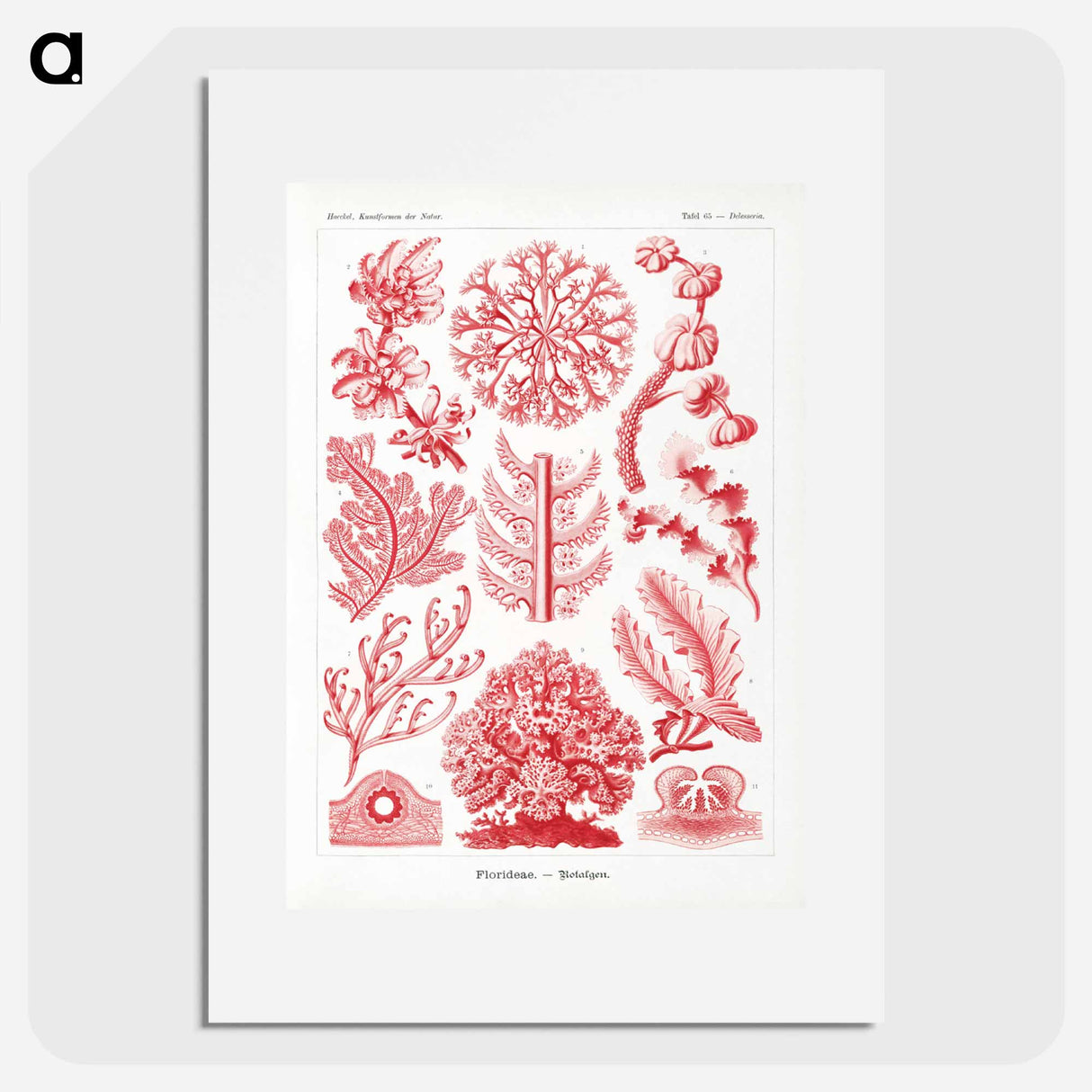 Florideae–Rotalgen - エルンスト ヘッケル Poster.