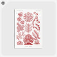 1-27_Ernst-Haeckel_postcard
