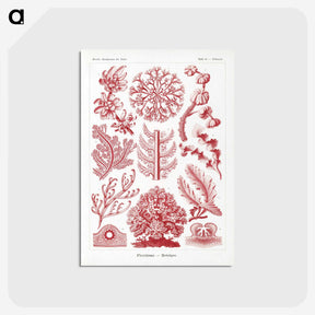 1-27_Ernst-Haeckel_postcard