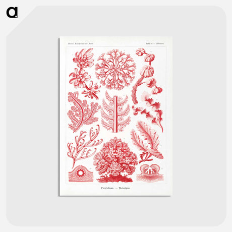 アートポストカード-Florideae–Rotalgen - エルンスト ヘッケル Postcard.
