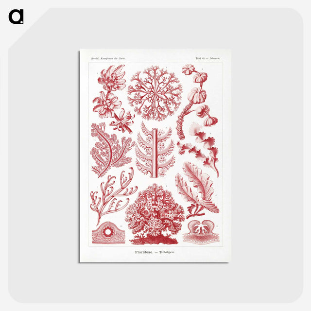 1-27_Ernst-Haeckel_postcard
