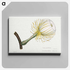 アートパネル-Snake Cactus
 - サボテン科 Canvas.
