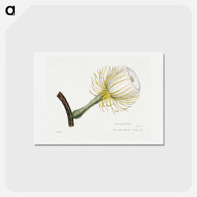 アートポストカード-Snake Cactus
 - サボテン科 Postcard.