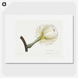 1-27_Familie-der-Cacteen_picture