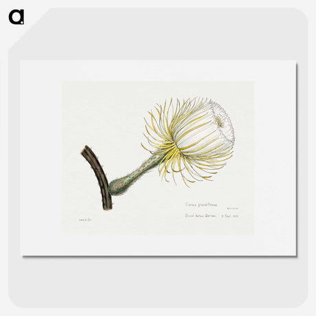 1-27_Familie-der-Cacteen_picture