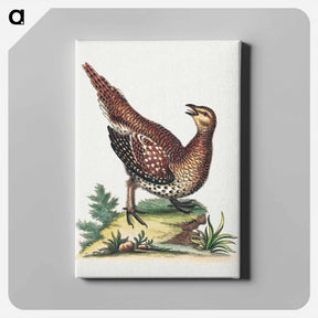 アートパネル-Brown Speckled Bird
 - ジョージ エドワーズ Canvas.