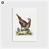 アートポストカード-Brown Speckled Bird
 - ジョージ エドワーズ Postcard.