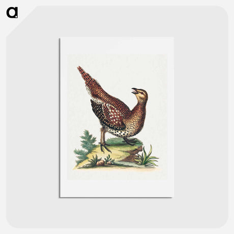 アートポストカード-Brown Speckled Bird
 - ジョージ エドワーズ Postcard.