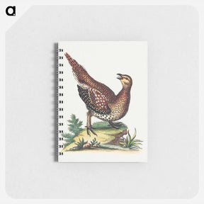 アートメモ帳-Brown Speckled Bird
 - ジョージ エドワーズ Memo.