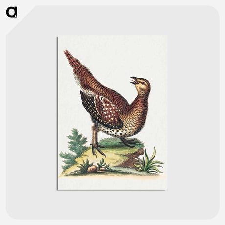 アートポストカード-Brown Speckled Bird
 - ジョージ エドワーズ Postcard.