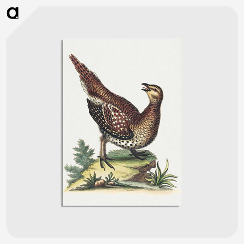 茶色の斑点のある鳥 - ジョージ エドワーズ Postcard.