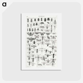 アートポストカード-Entomology
 - ゴールドスミスの生き生きとした自然 Postcard.
