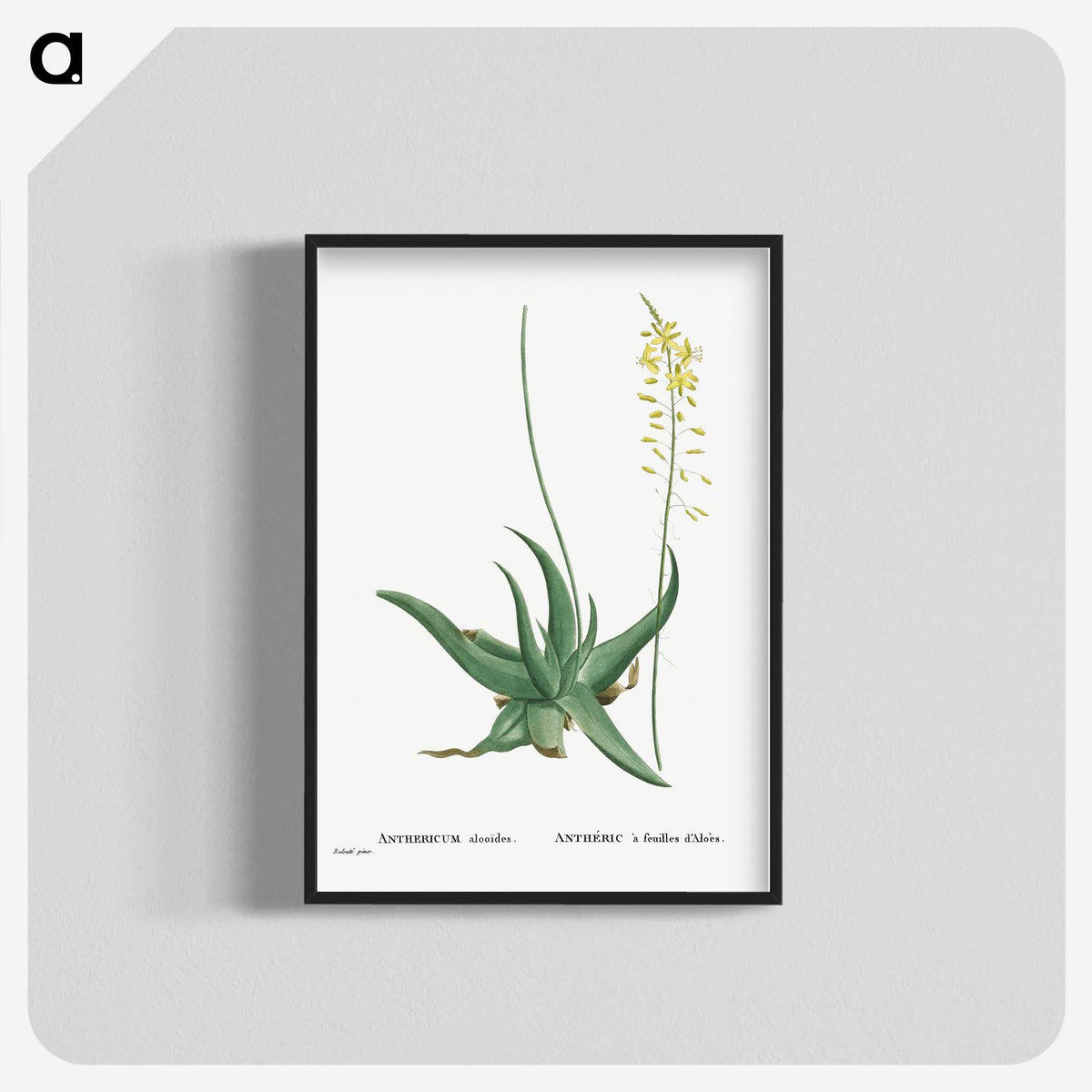 1-27_Histoire-des-Plantes-Grasses_blk-crop