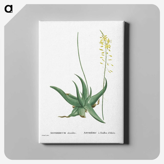 1-27_Histoire-des-Plantes-Grasses_canvas