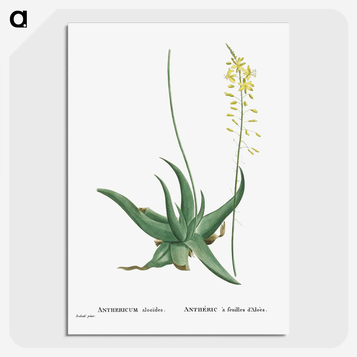1-27_Histoire-des-Plantes-Grasses_picture-crop