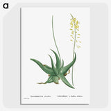1-27_Histoire-des-Plantes-Grasses_picture-crop