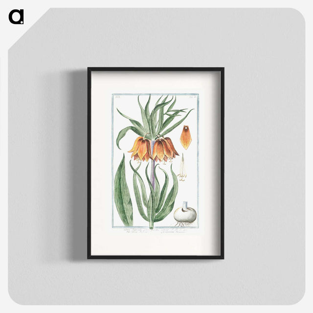 1-27_Hortus-Romanus-Botanical-Plates_blk