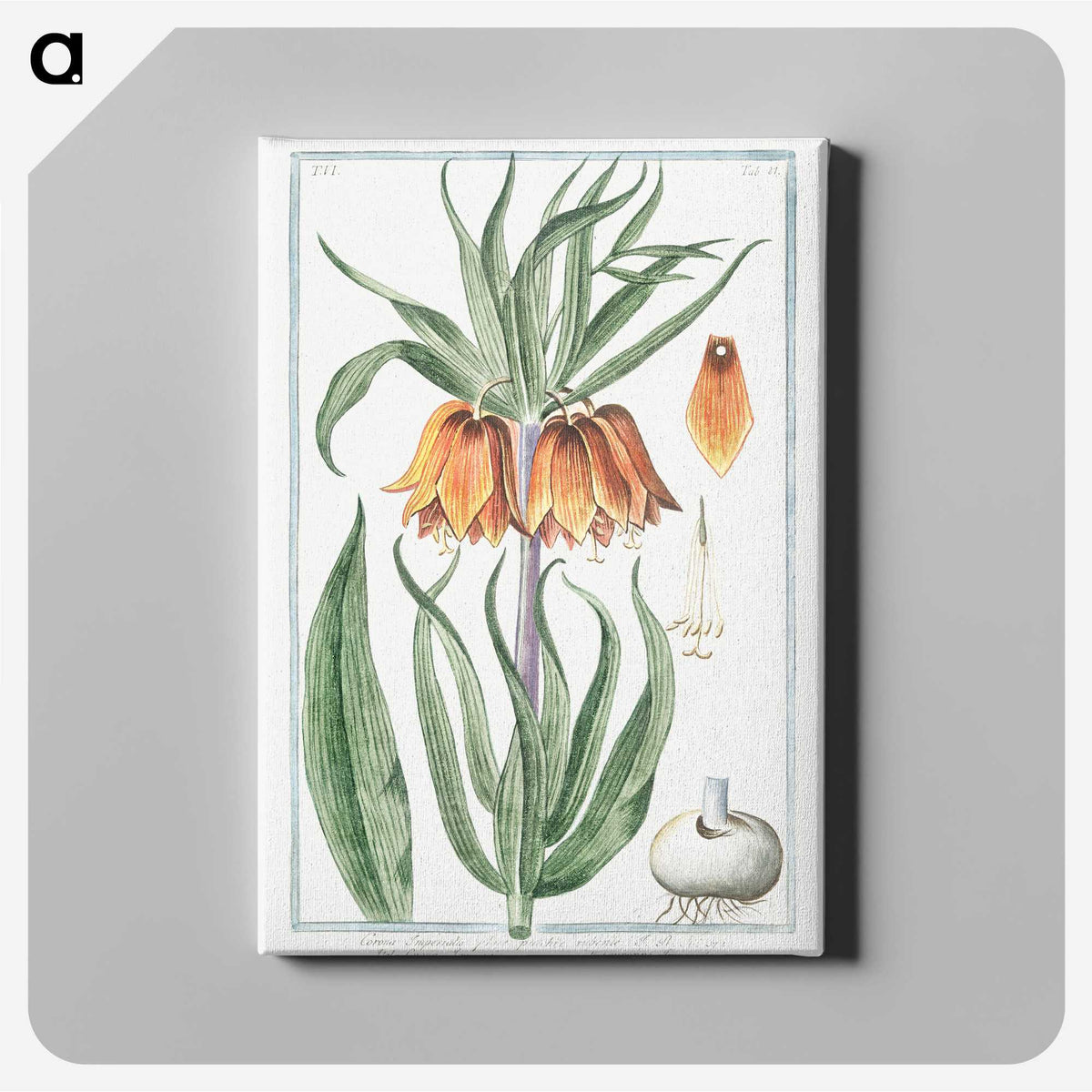 1-27_Hortus-Romanus-Botanical-Plates_canvas
