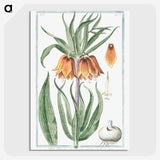1-27_Hortus-Romanus-Botanical-Plates_picture-crop