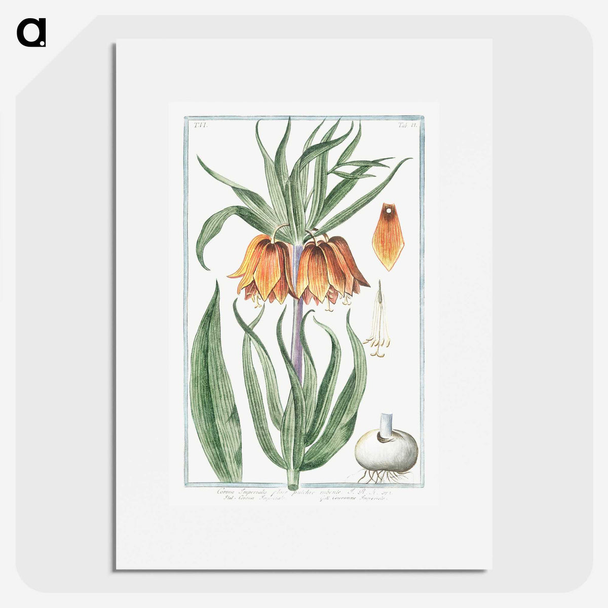 1-27_Hortus-Romanus-Botanical-Plates_picture