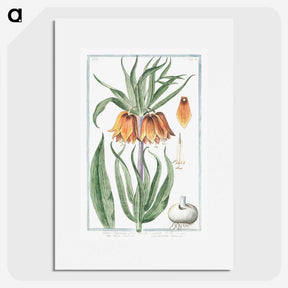 1-27_Hortus-Romanus-Botanical-Plates_picture