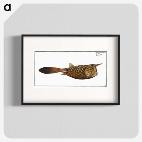1-27_Ichtyologie-ou-Histoire-naturelle_blk