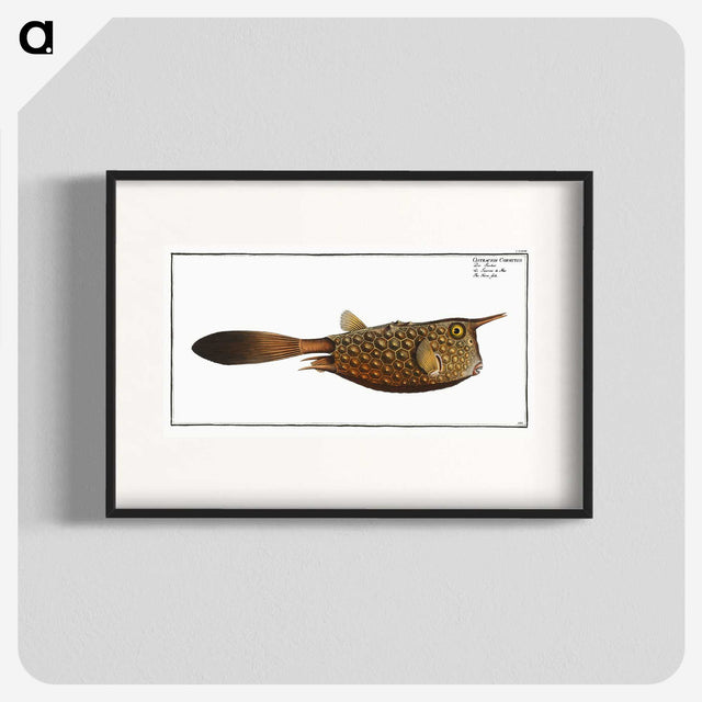 1-27_Ichtyologie-ou-Histoire-naturelle_blk