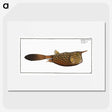 1-27_Ichtyologie-ou-Histoire-naturelle_picture
