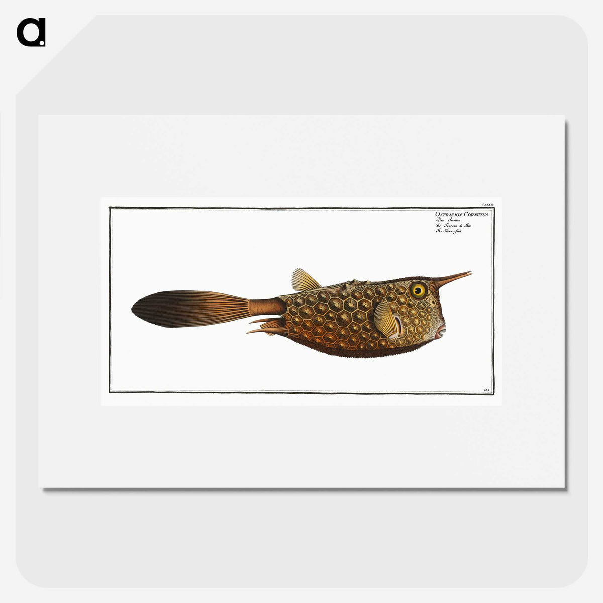 1-27_Ichtyologie-ou-Histoire-naturelle_picture