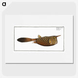 1-27_Ichtyologie-ou-Histoire-naturelle_picture