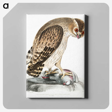 1-27_Indian-Zoology_canvas