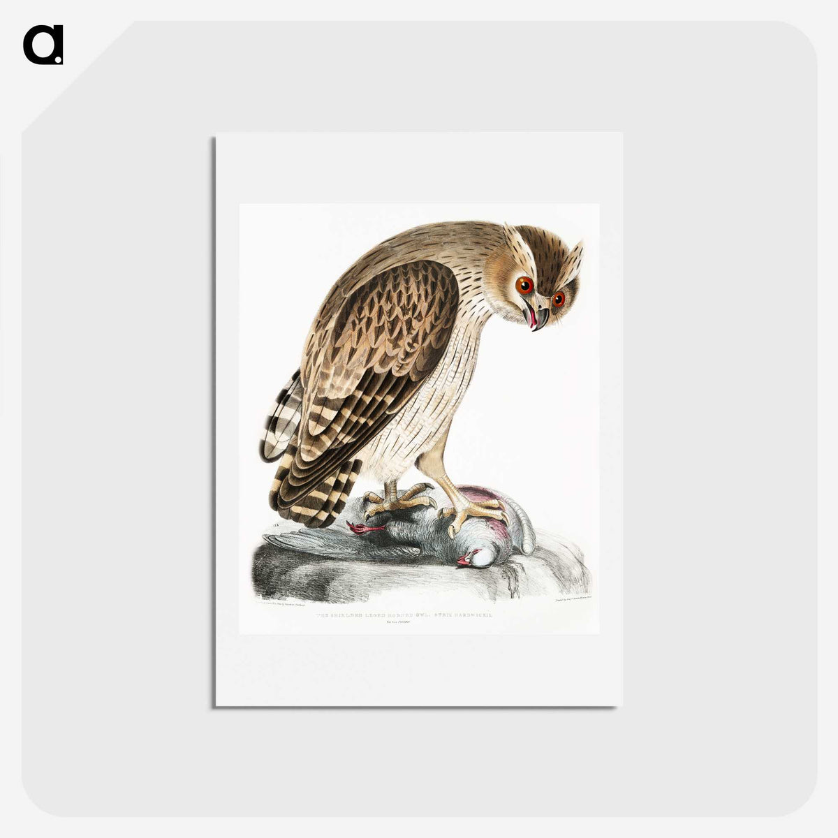 1-27_Indian-Zoology_hagaki